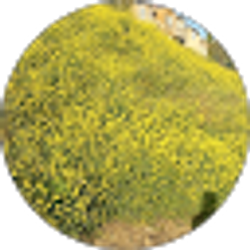 Profile photo of Ted Nakhei