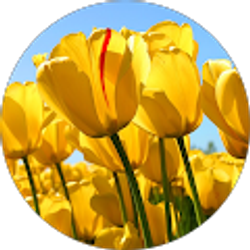 Profile photo of Param Soni