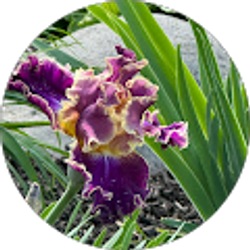 Profile photo of Roxanne Lewis