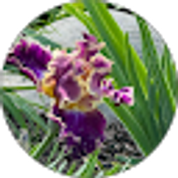 Profile photo of Roxanne Lewis