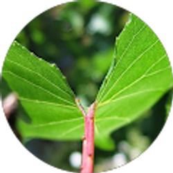 Profile photo of Hudson Rukstalis