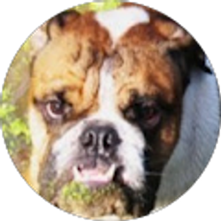 Profile photo of Sam NOSHIRVAN