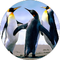 Profile photo of Trina Barreto