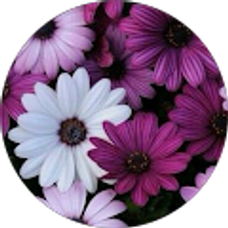 Profile photo of Laura Scheuring