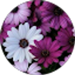 Profile photo of Laura Scheuring