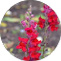 Profile photo of rrall1