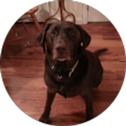 Profile photo of D Aus