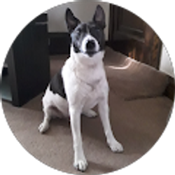 Profile photo of Norm Carguy