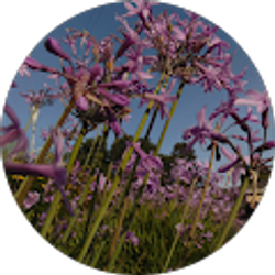 Profile photo of alena victoria