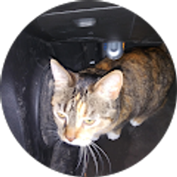 Profile photo of A. J. Collins