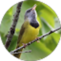 Profile photo of Te Tina Wood