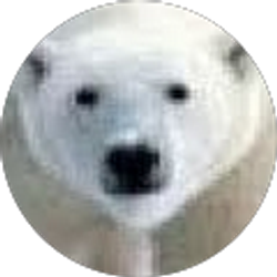Profile photo of Chris Andreoli