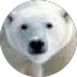 Profile photo of Chris Andreoli