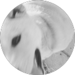 Profile photo of oWappo