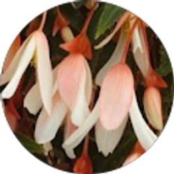 Profile photo of Lora Sexton