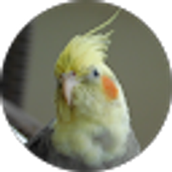 Profile photo of Iz Oostermeyer