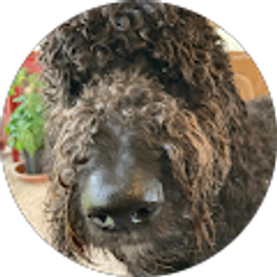 Profile photo of Bop