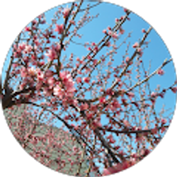 Profile photo of yiqing chen