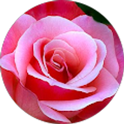 Profile photo of Rose Hoelldobler