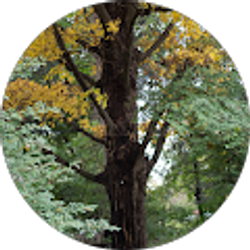 Profile photo of Tamara Trunzo