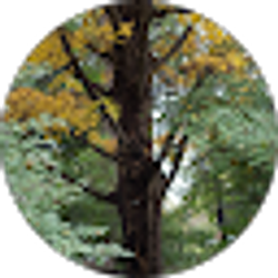 Profile photo of Tamara Trunzo