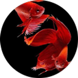 Profile photo of Ashley W.S.