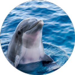 Profile photo of D Phan