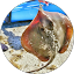 Profile photo of Amanda Scott