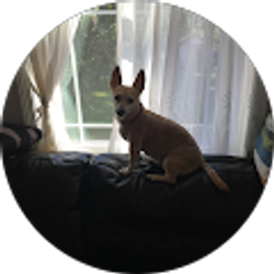 Profile photo of Su Phan