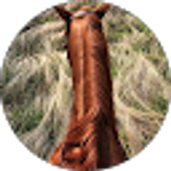 Profile photo of Han Z