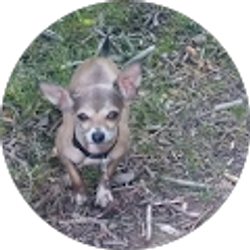 Profile photo of Maria Castillo