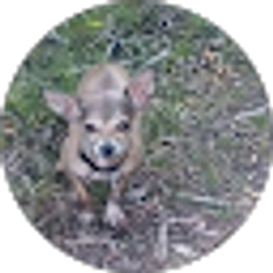 Profile photo of Maria Castillo