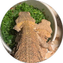 Profile photo of Karlene Silva