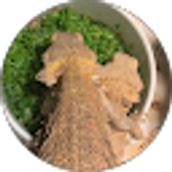 Profile photo of Karlene Silva