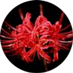 Profile photo of SpaceJelly