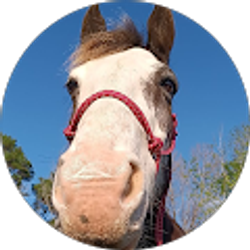 Profile photo of Taylor Collins