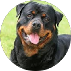 Profile photo of Danielle Denardo