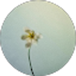Profile photo of Marisol M