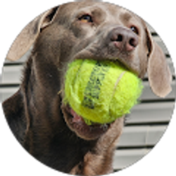 Profile photo of Lisa Fox