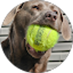 Profile photo of Lisa Fox