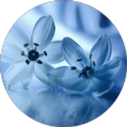 Profile photo of Michelle Fox