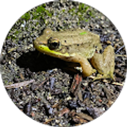 Profile photo of Jae W