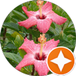 Profile photo of CHERYL SUMMERS