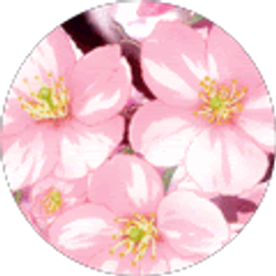 Profile photo of yo.gabbagabbaaa