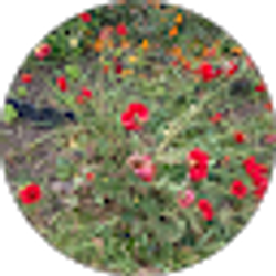 Profile photo of MI N