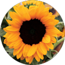 Profile photo of Chelsea Hochwalt