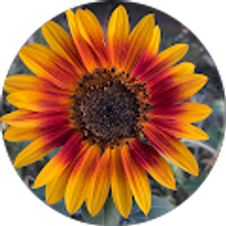 Profile photo of Sheila