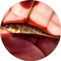 Profile photo of Austin