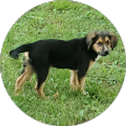 Profile photo of Michael Samford