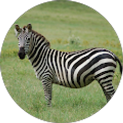 Profile photo of Jacob Naim